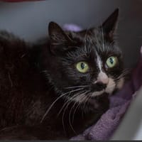 Mana, chatte à adopter