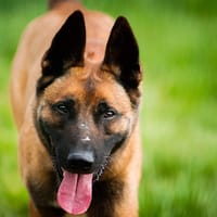 RAIDZ QCN, chien à adopter