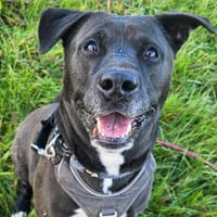 MAC QCN, chien à adopter