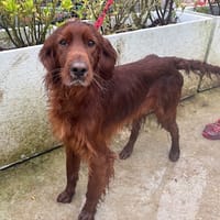 RED PAA24146, chien à adopter