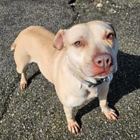 GUCCI, chienne à adopter