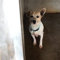 Oscar, chien à adopter