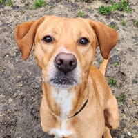 DJU, chien à adopter