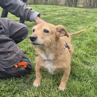 POUPETTE, chienne à adopter