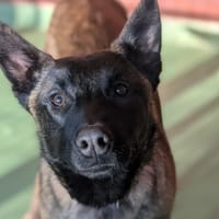 VAÏKA, chienne à adopter