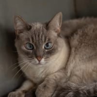 Edelweiss, chatte à adopter