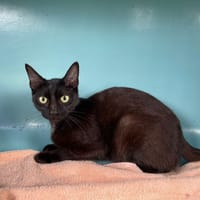 FEDORA, chatte à adopter