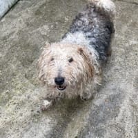 Murphy, chien à adopter