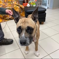 MAYA, chienne à adopter