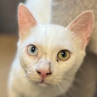 WHITE, chat à adopter