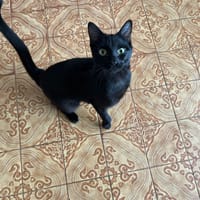 Xenon, chat à adopter