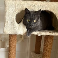 Grizzly, chat à adopter