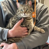 LINOU, chat à adopter