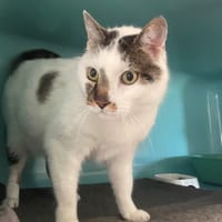 rio, chat à adopter