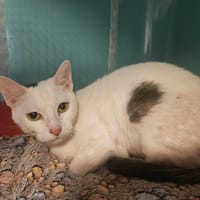 NOUMEA - RESERVE, chatte à adopter