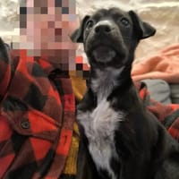 UNA, chienne à adopter