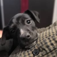 UNA, chienne à adopter