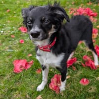 ALBERT, chien à adopter