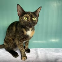 FALONE, chatte à adopter