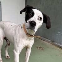 CARAMELO, chien à adopter