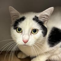 ALAIN, chat à adopter