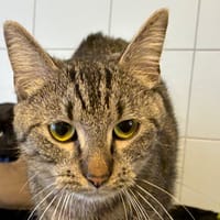 MELBA, chatte à adopter