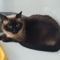 FETA, chatte à adopter