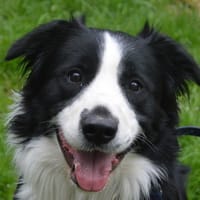 TY-TY CHAO, chien à adopter