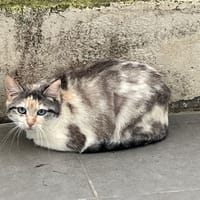 Leela, chatte à adopter