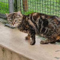 GHISLAINE, chatte à adopter