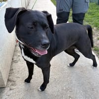 LUCIOLLE PAA24145, chienne à adopter