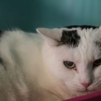 ADONIS HAB17530, chat à adopter