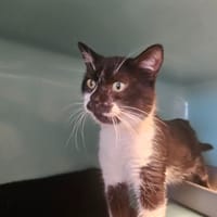 ONYX, chat à adopter