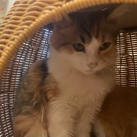 xola, chatte à adopter