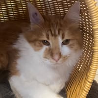 vaillant (réservé), chat à adopter