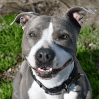 Luna, chienne à adopter