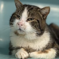 ARTHUR, chat à adopter