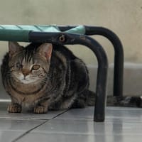 LAPINE, chatte à adopter