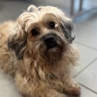 CHANEL, chienne à adopter
