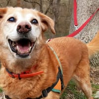 Heika, chienne à adopter