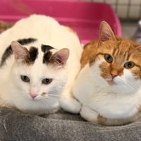 TAHITI, chatte à adopter