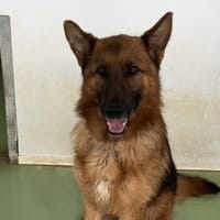 PRINCE, chien à adopter