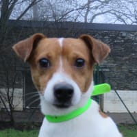 LAO TSEU, chien à adopter