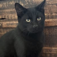 ARRON, chat à adopter