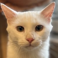 MIMISOU, chat à adopter