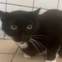CROCKMOU, chat à adopter