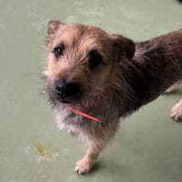 SCAMPY, chien à adopter