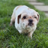 Lina CAA14918, chienne à adopter