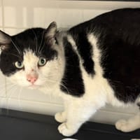 ROMEO, chat à adopter