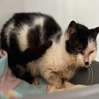 SULLY, chat à adopter